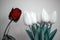 One red rosebud and four white tulip plants next to it. Stilllife scene. tells about love.