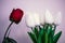 One red rosebud and four white tulip plants next to it. Stilllife scene. tells about love.