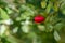 One red rosehip fruit