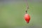 One Red Rosehip hanging from stem against isolated green background