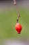 One Red Rosehip hanging from stem against isolated green background, portrait style