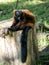 One Red ruffed lemur, Varecia rubra, marks its territory with a loud voice