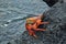 One red sally lightfoot galapagos crab close-up Galapagos island Ecuador