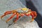 One red sally lightfoot galapagos crab eating close-up Galapagos island Ecuador