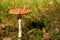 One red toadstool in the forest ground