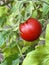 One red tomato on green branch. Home grown tomato vegetables growing on vine in greenhouse. Autumn vegetable harvest