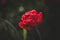 One red Tulip on a dark background. The fluffy petals of the red Tulip. Close up. Rare variety