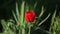 One red tulip flower swaying by of the wind