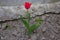 one red tulip in the garden,in the spring on the ground in the garden blooms tulip