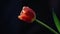 One red tulip sun light dark background hd footage nobody