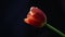 One red tulip sun light dark background hd footage nobody