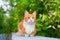 One red and white color cute cat close up, tree branch green leaves background, green eyes ginger furry pretty kitty, summer