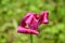 One red withering tulip in drops of rain.