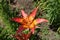 One red and yellow spotted flower of lily in June
