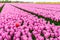 One red-yellow tulip protrudes above the many pink flowering tulip flowers in a large field at a specialized Dutch bulb nursery.