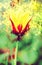 One red-yellow tulip, shimmering background, beauty filter