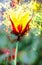 One red-yellow tulip, shimmering background, old filter