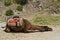 One resting camel in cappadocia