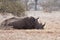 One rhino lying under a thorn bush