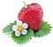 One rich strawberry fruit with flower.