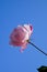 One-ring pink rose flower shining in the blue sky