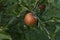 One ripe apple growing on branch of apple tree