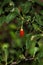 One ripe goji berry is hanging on a branch