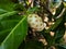 One ripe noni fruit hang on the branch in the garden