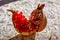 One ripe opened pomegranate fruit closeup