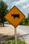 One road signs wild animals and cow crossing warning.Orange rhomboid icon road about cows traffic.Beware of cattle