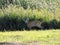 One roe deer in spring field, Lithuania