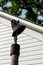 A one room school house  bell in alley mill Spring