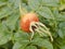 One Rosehip berry with green foliage background