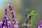 One ruby throated hummingbird in Mexican Sage flowers