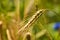 One Rye spike almost ripe for harvesting