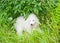 One samoed dog puppy white