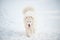 One Samoed dog white