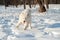 One samoed dog white