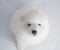 One samoed dog white
