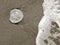 One (sand) Dollar