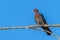One scaly-naped pigeon sitting on tree branch