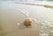 One Scotch Bonnet Seashell with wave bubbles on the golden sand beach