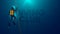 One scuba diver underwater. Back view. Logo diving club underwater. Diver dives to the bottom of the sea,
