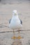 One sea gull front view