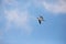 One seagull against blue sky with soft clouds