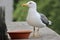 One Seagull in a Balcony Parapet