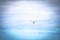 One seagull flying alone and isolated on the blue sky with clouds at the background searching his house or migrating