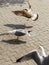 One seagull got some food from peolple. Two more seagulls flew to it and want food too. Tree seagulls on the street of a seaside