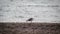 One seagull looks at a storm at sea