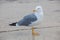 One seagull, side view , looking back